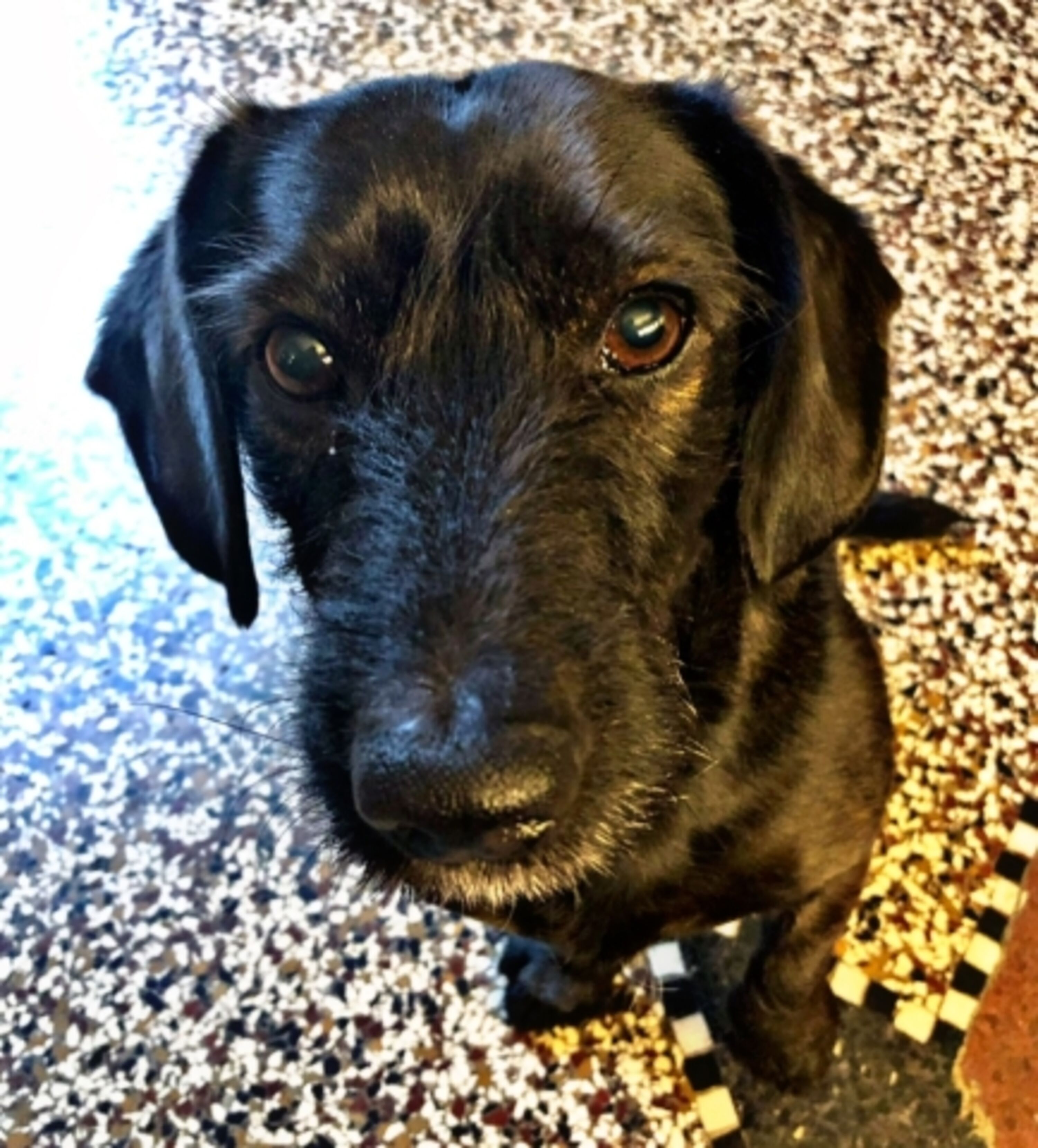 Mamooi - für einen glücklichen Hund