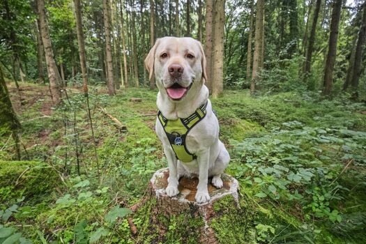 Der Schobüller Wald ist in direkter Umgebung und lädt zu ausgedehnten Spaziergängen ein