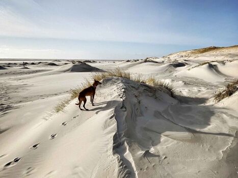 Tide4 Amrum Dünenlandschaft bei Wittdün