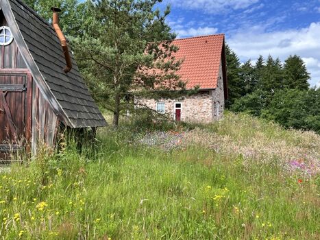 Felsenbirne hinter Hexenhäuschen Vergissmeinnicht