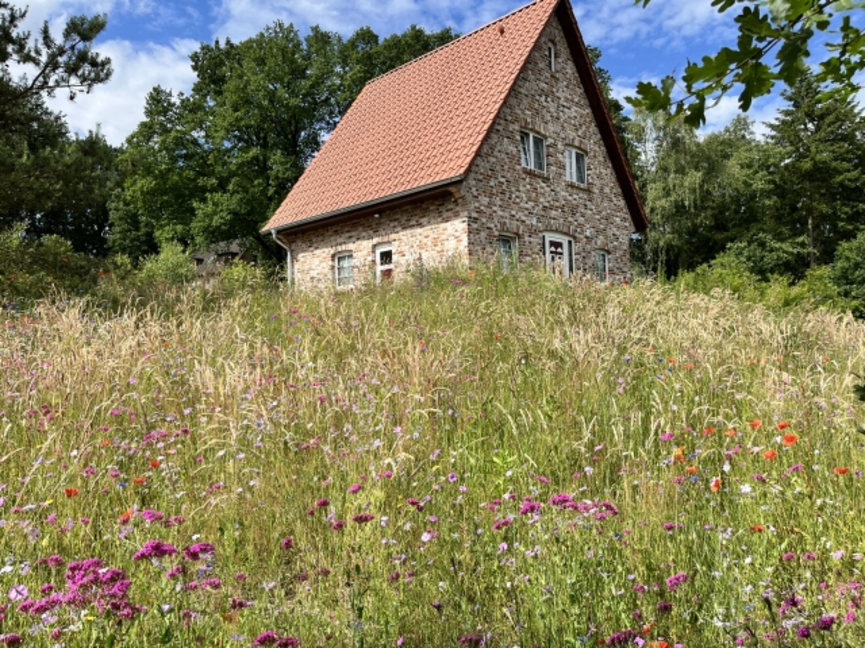 Felsenbirne im Frühling