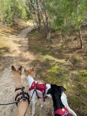 Durch die Dünen an den Strand