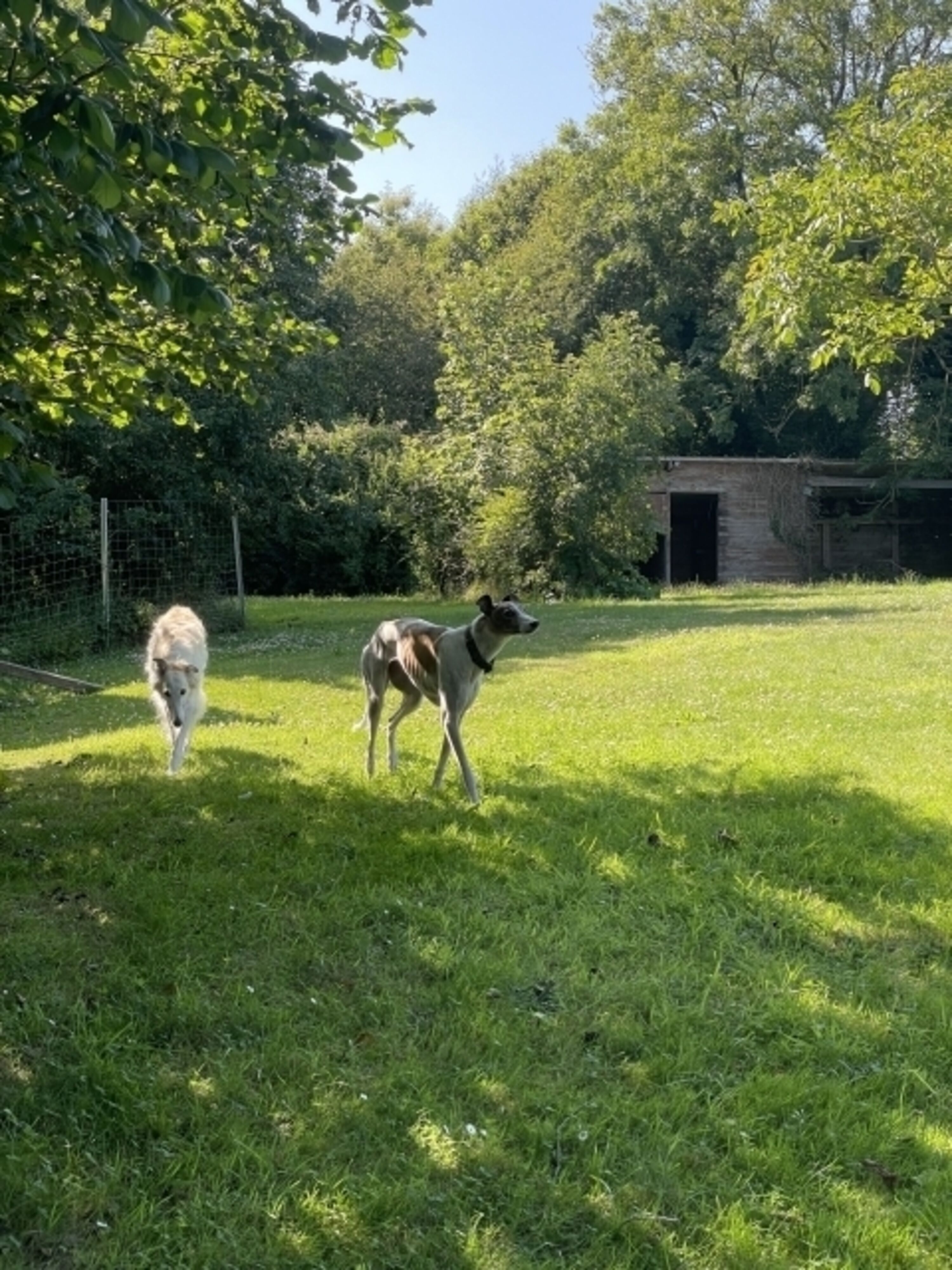 Grosser Garten