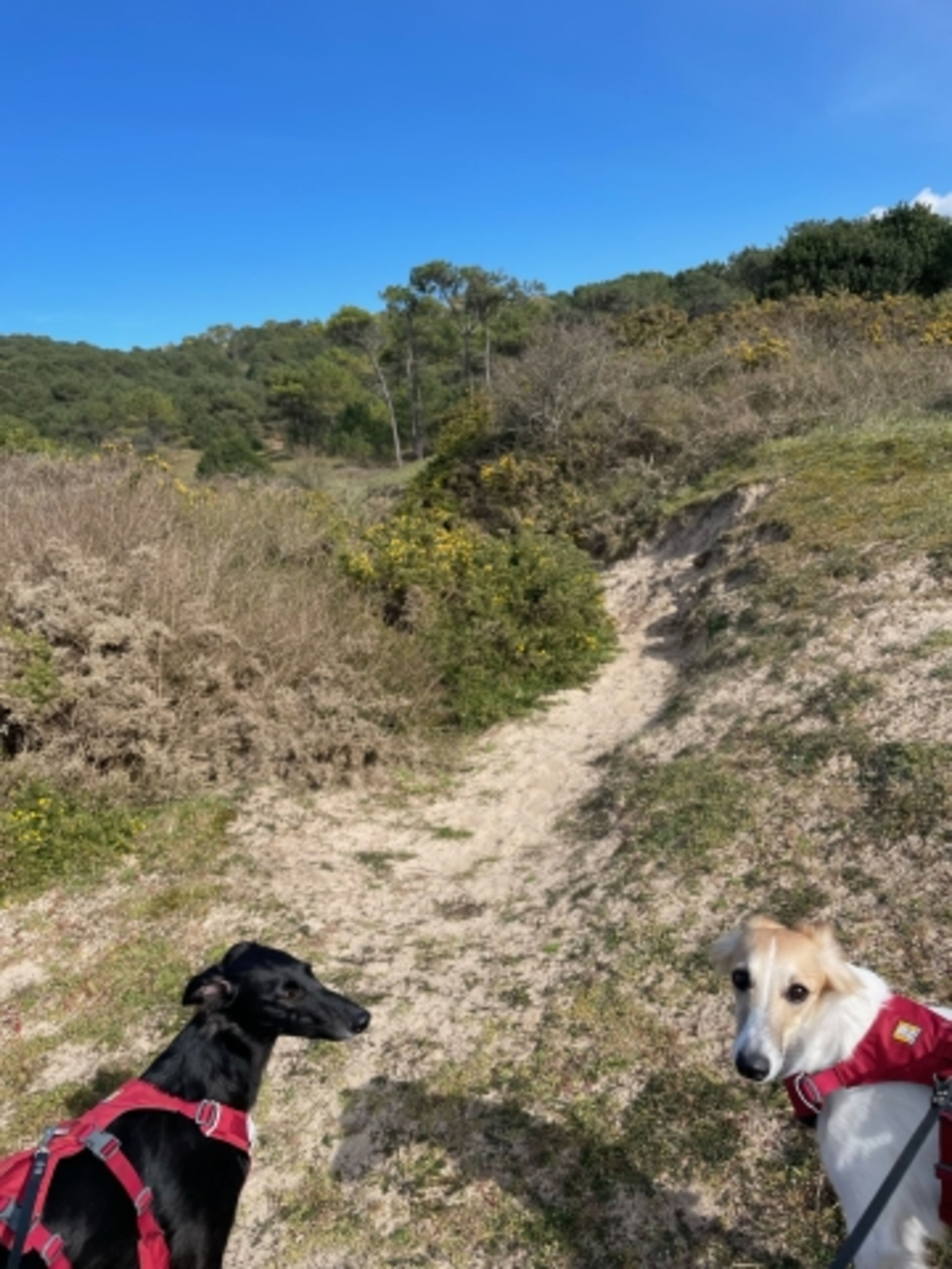 Durch die Dünen an den Strand