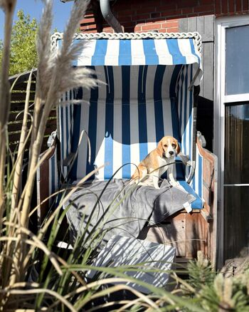 TIDE4 Ferienwohnung Amrum Apartment 2 Terrasse mit Strandkorb