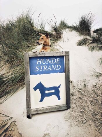 TIDE4 Ferienwohnung Amrum Hundestrand