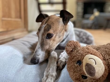 Hundebett im Wohnzimmer