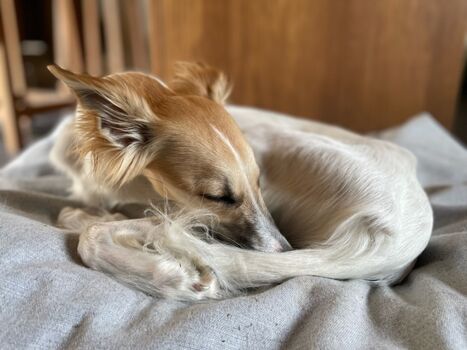 Hundebett im Wohnzimmer