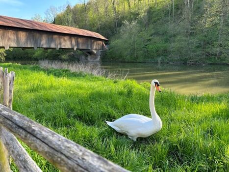 Mit Schwänen Du auf Du