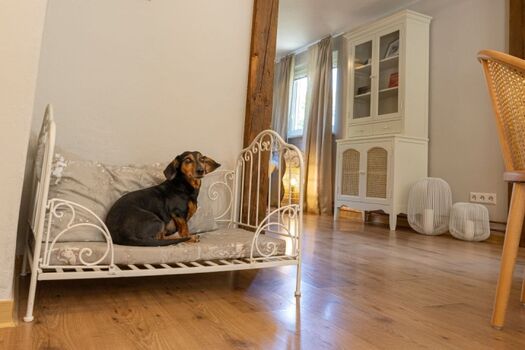 wir freuen uns auf maximal 2 Hunde