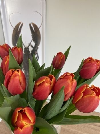 Tulpenliebe