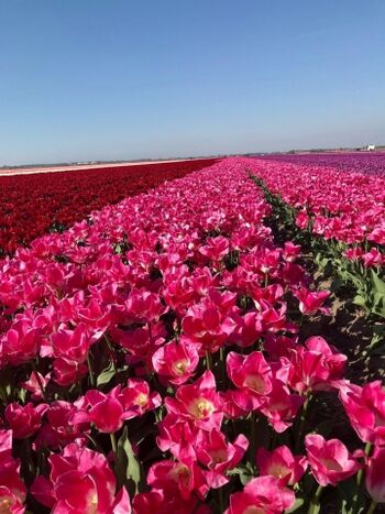Traumblick vom Garten aus