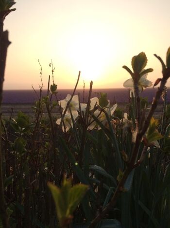 Sonnenaufgang im Garten