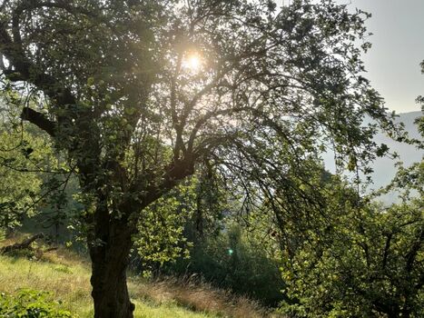 Herbst Sonne auf der Wiese