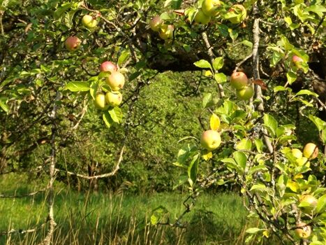 Apfelernte im Herbst