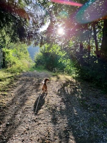 Wanderwege hinter dem Haus