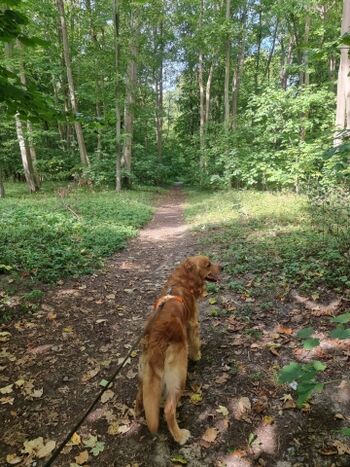 Hundespaziergang direkt vom Haus aus im Stadtwald