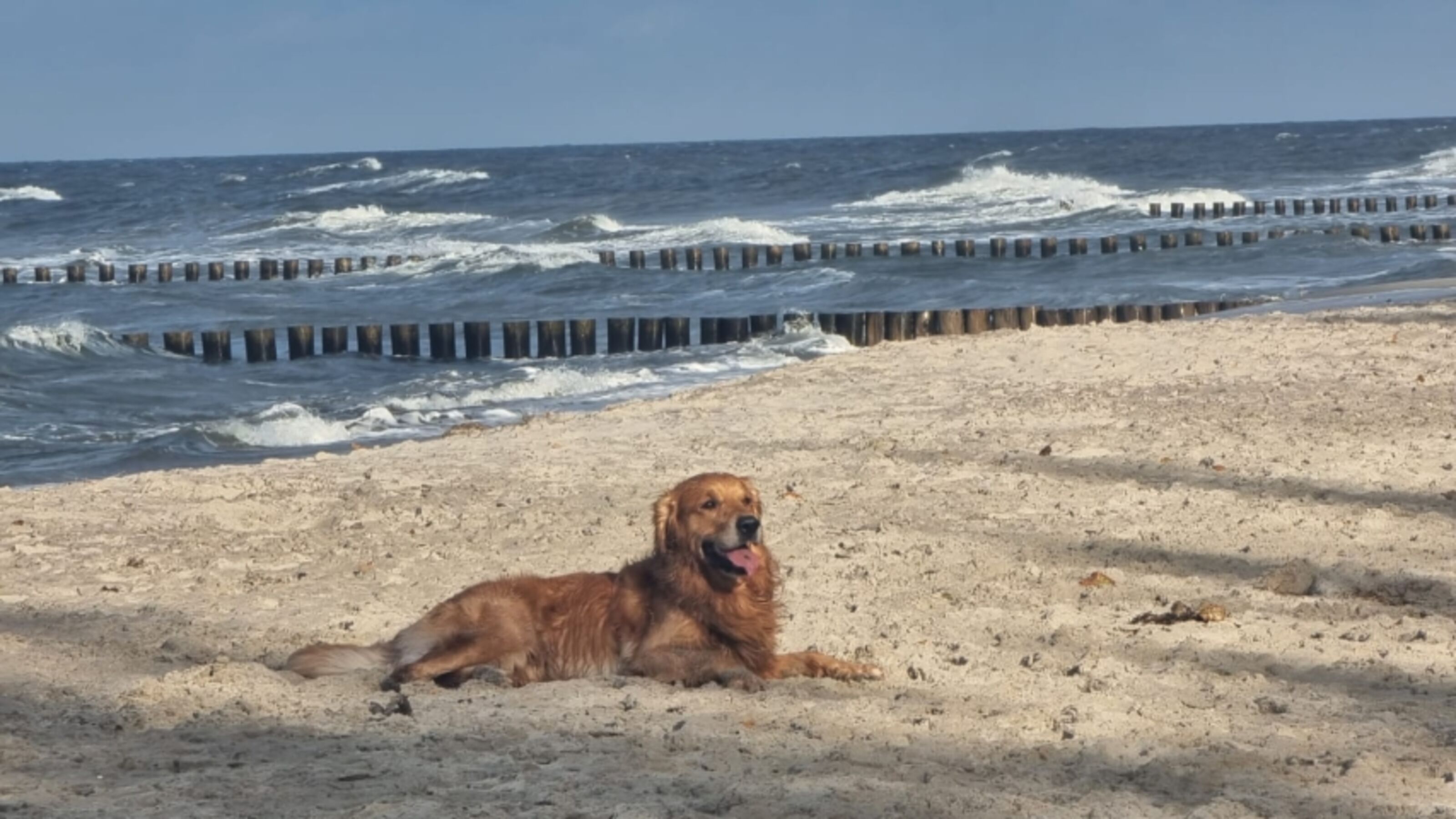 am Hundestrand