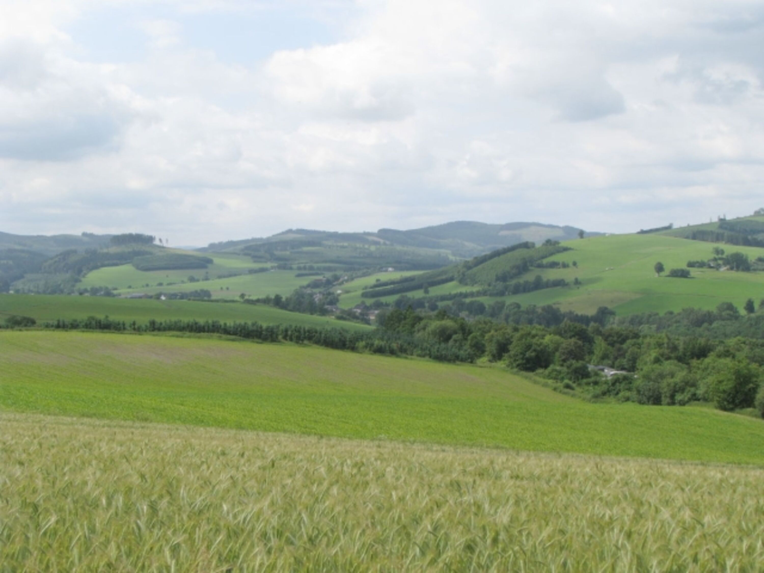 Blick ins Grüne