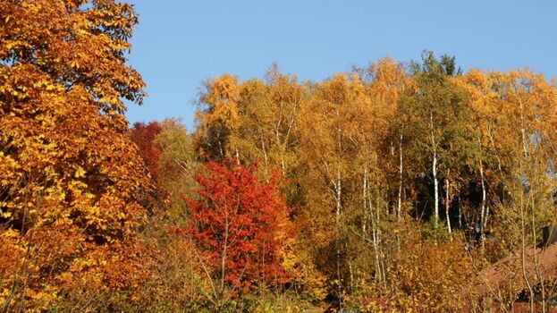 Bunter Herbst