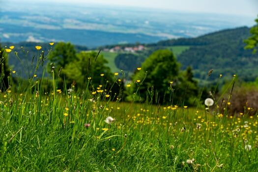 Saftige Wälder und Wiesen