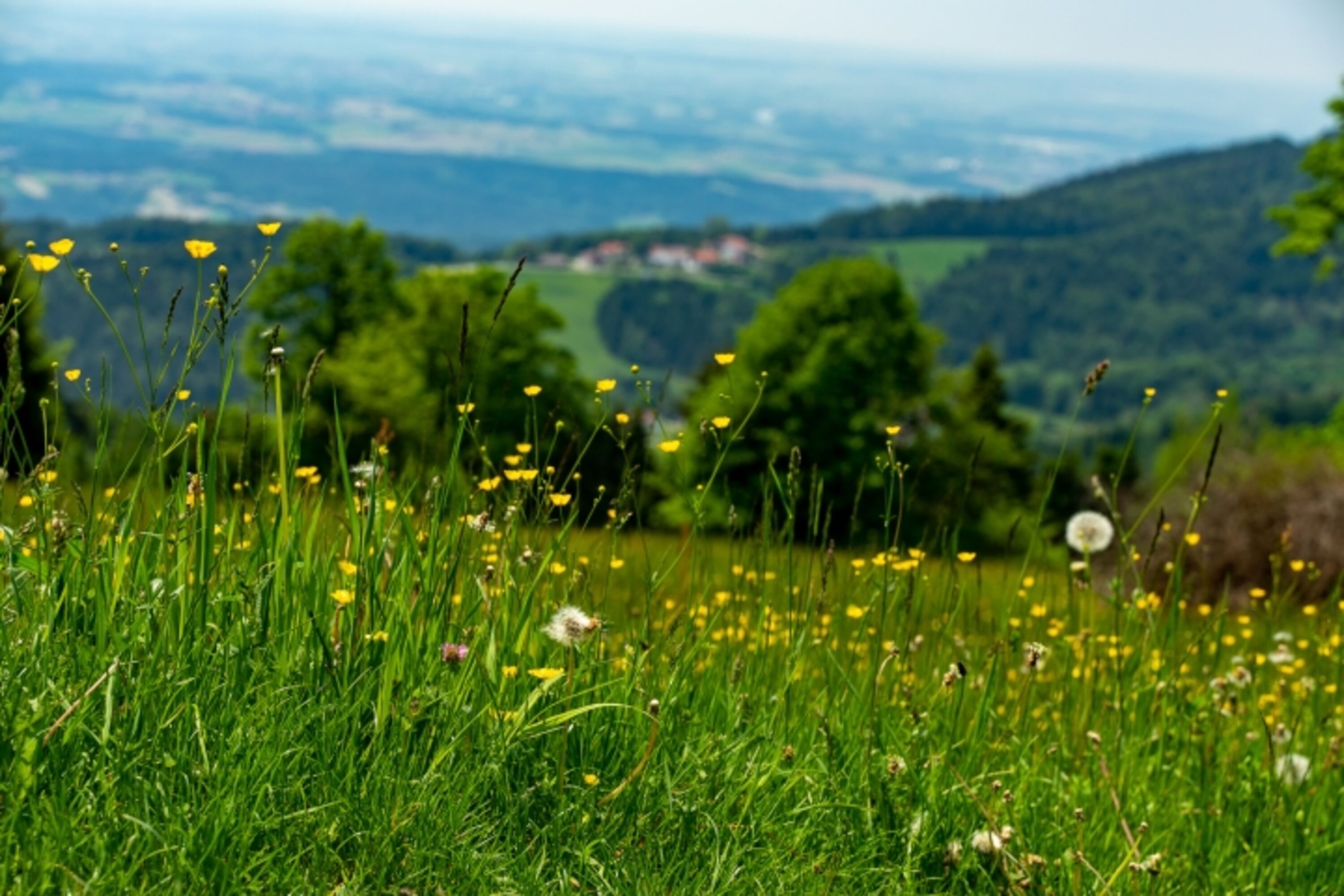 Saftige Wälder und Wiesen