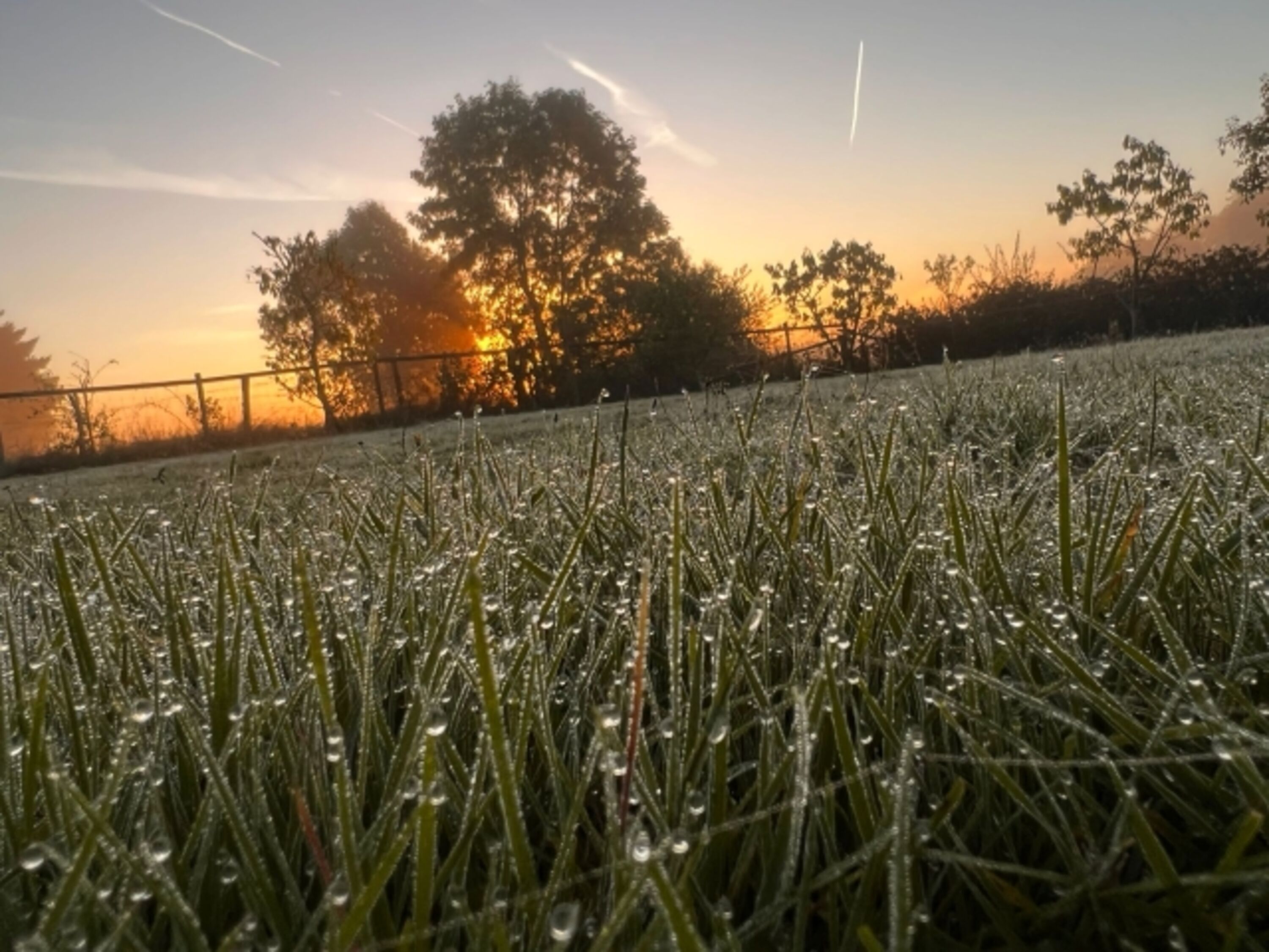 Garten bei Sonnenaufgang