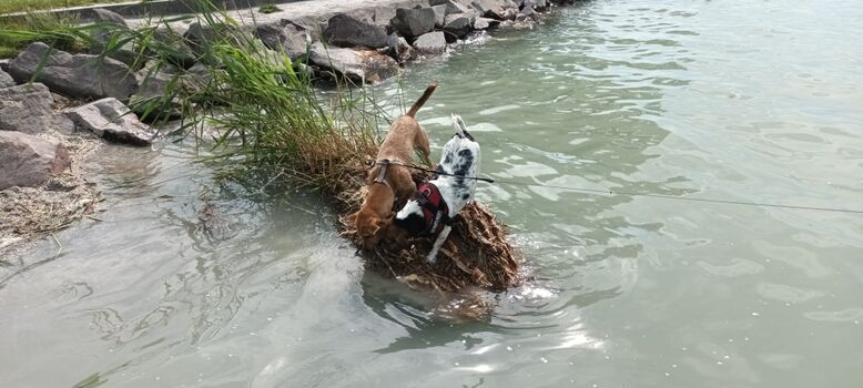 super schöner Hundestrand