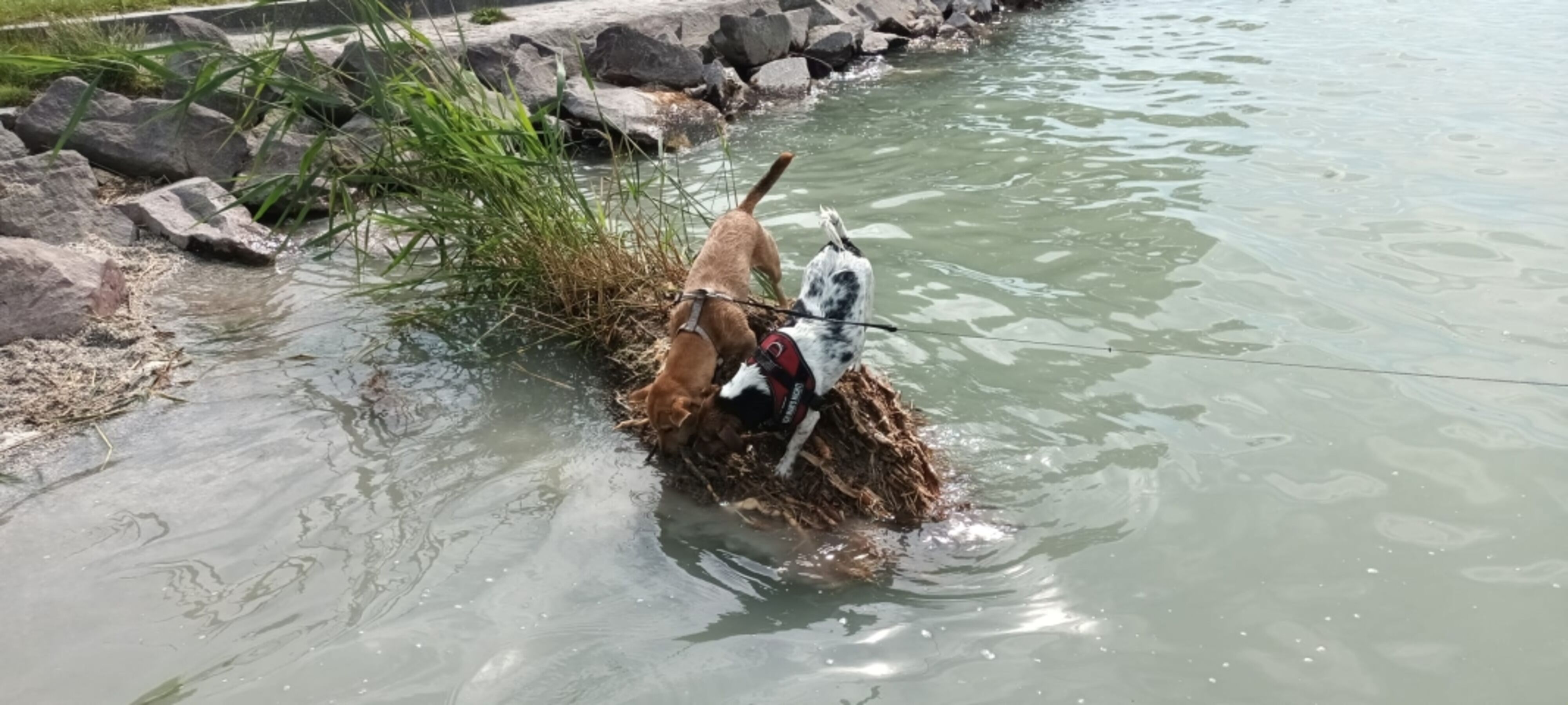super schöner Hundestrand