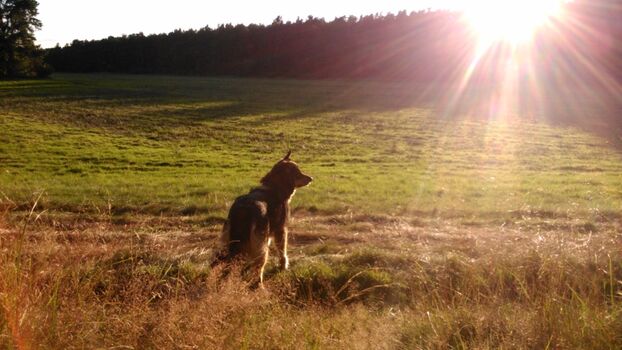 die vielen Wälder laden zum ausgiebigen Spazieren ein