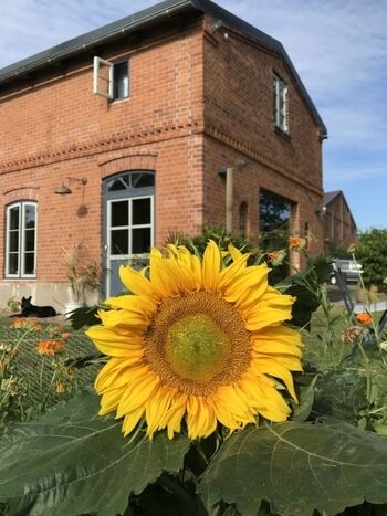 eingezäunter eigener Garten