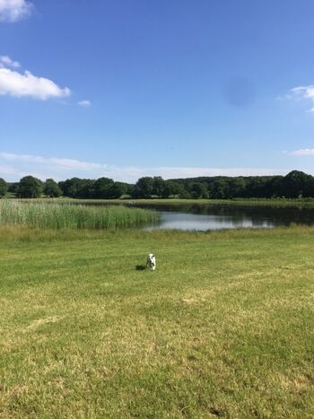 Der Lindhorster Teich hat Schwimmbesuch