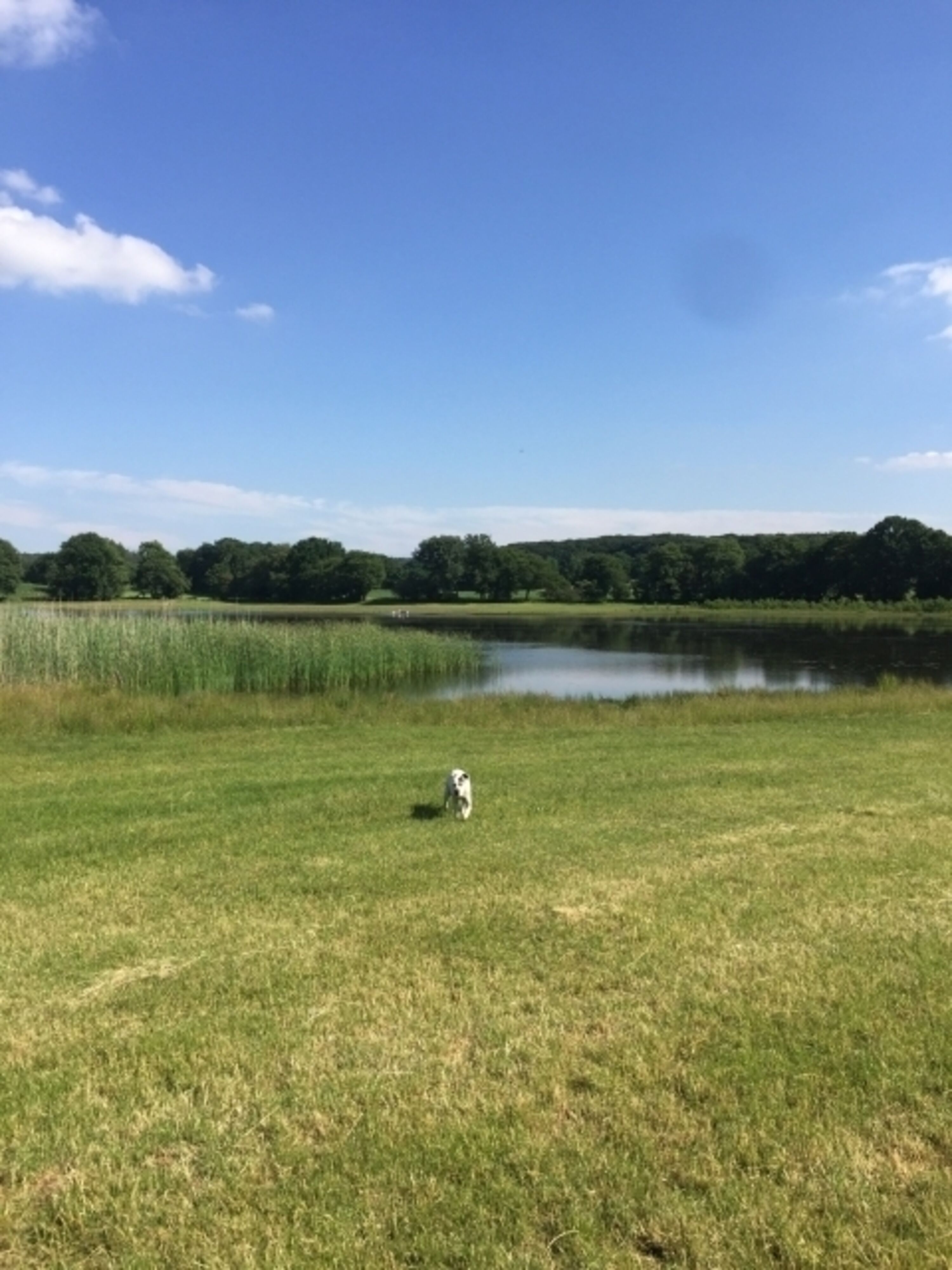 Der Lindhorster Teich hat Schwimmbesuch