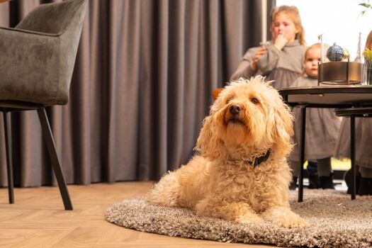 Hunde sind natürlich willkommen!