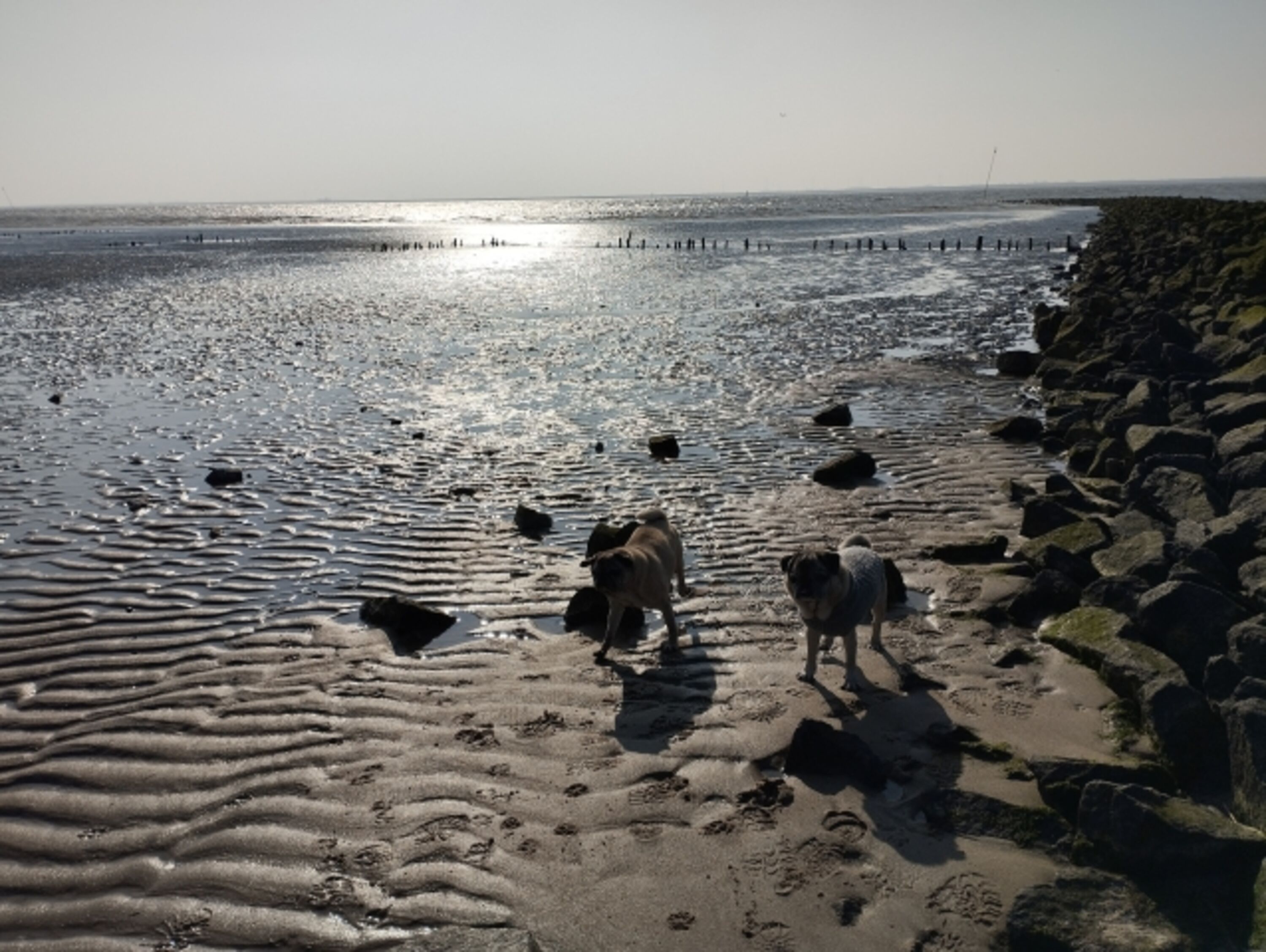 Ebbe hinterm Deich