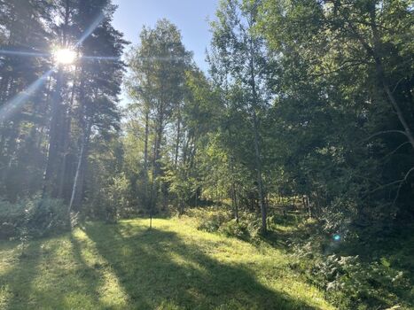 Blick ins Grüne von der Terrasse