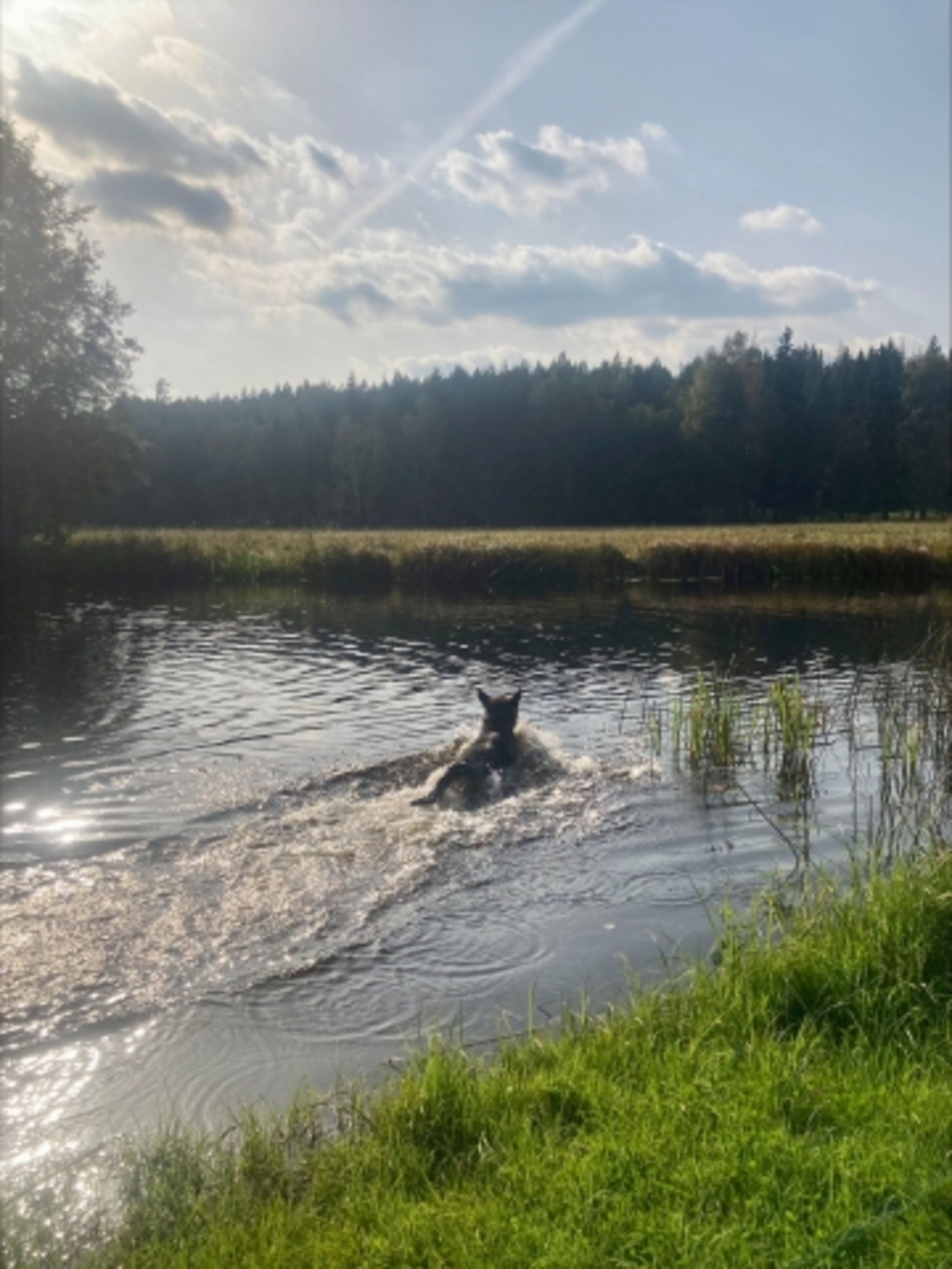 Hundebadestrand 