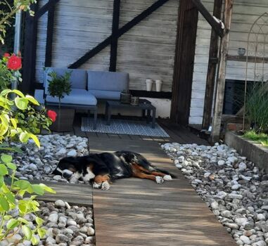 Hunde fühlen sich wohl im eingezäunten Garten