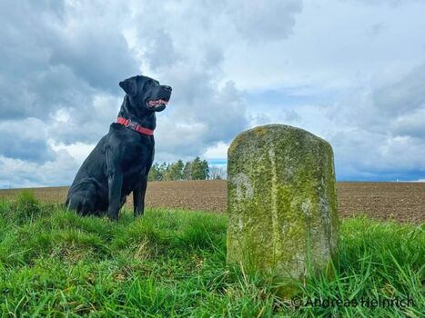 Unendliche Wanderwege mit Hund