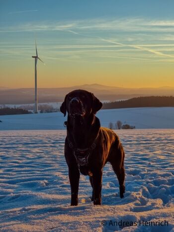 Auch im Winter sind tolle Wege mit dem Hund möglich