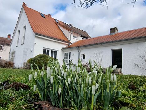 Schneeglöckchen im Garten
