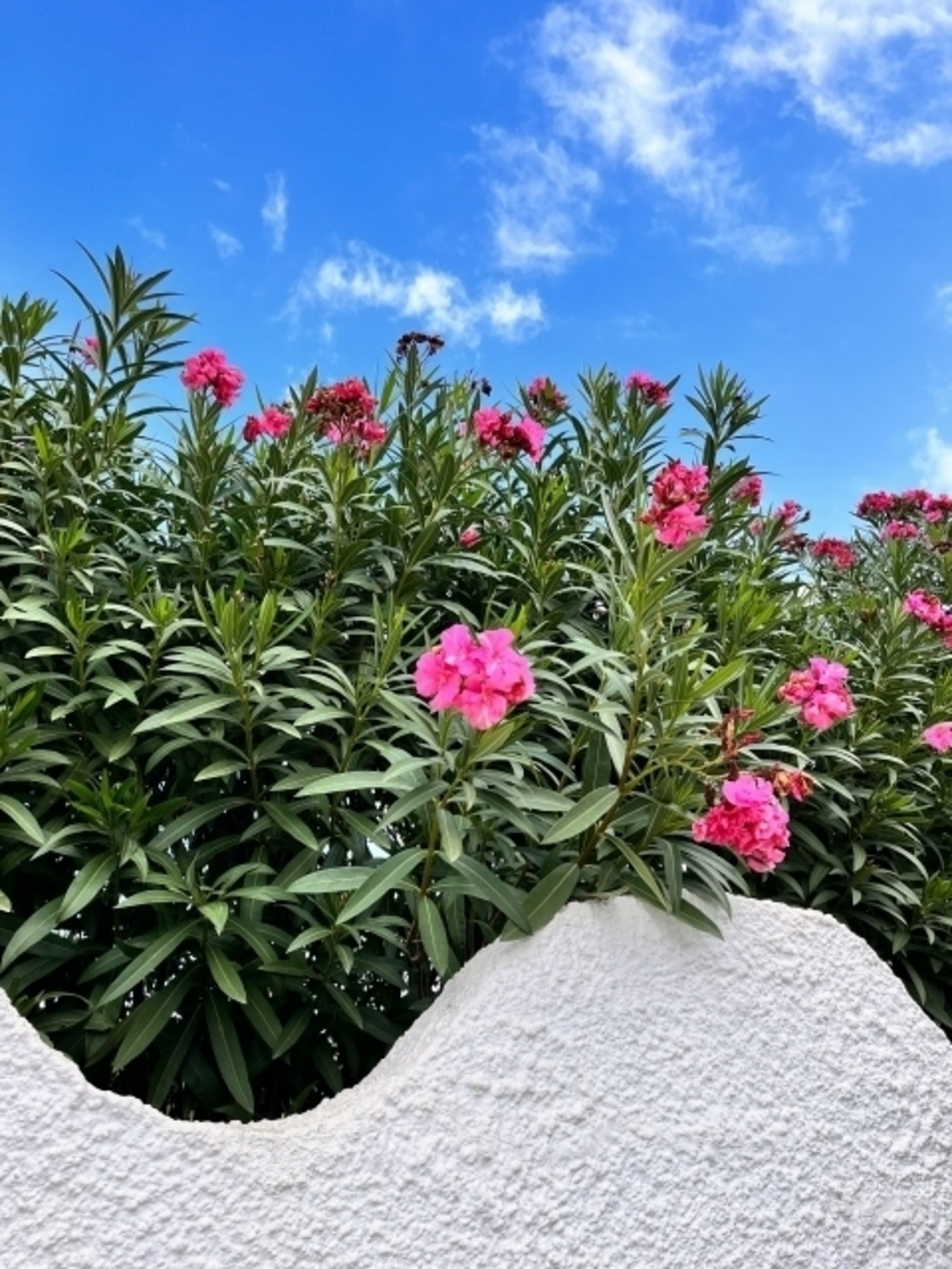 Gartenimpression