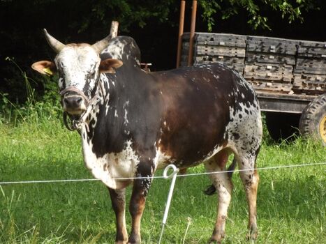 Unsere Rinder, gerne können Sie in die Fütterungsroutine mit eingebunden werden 
