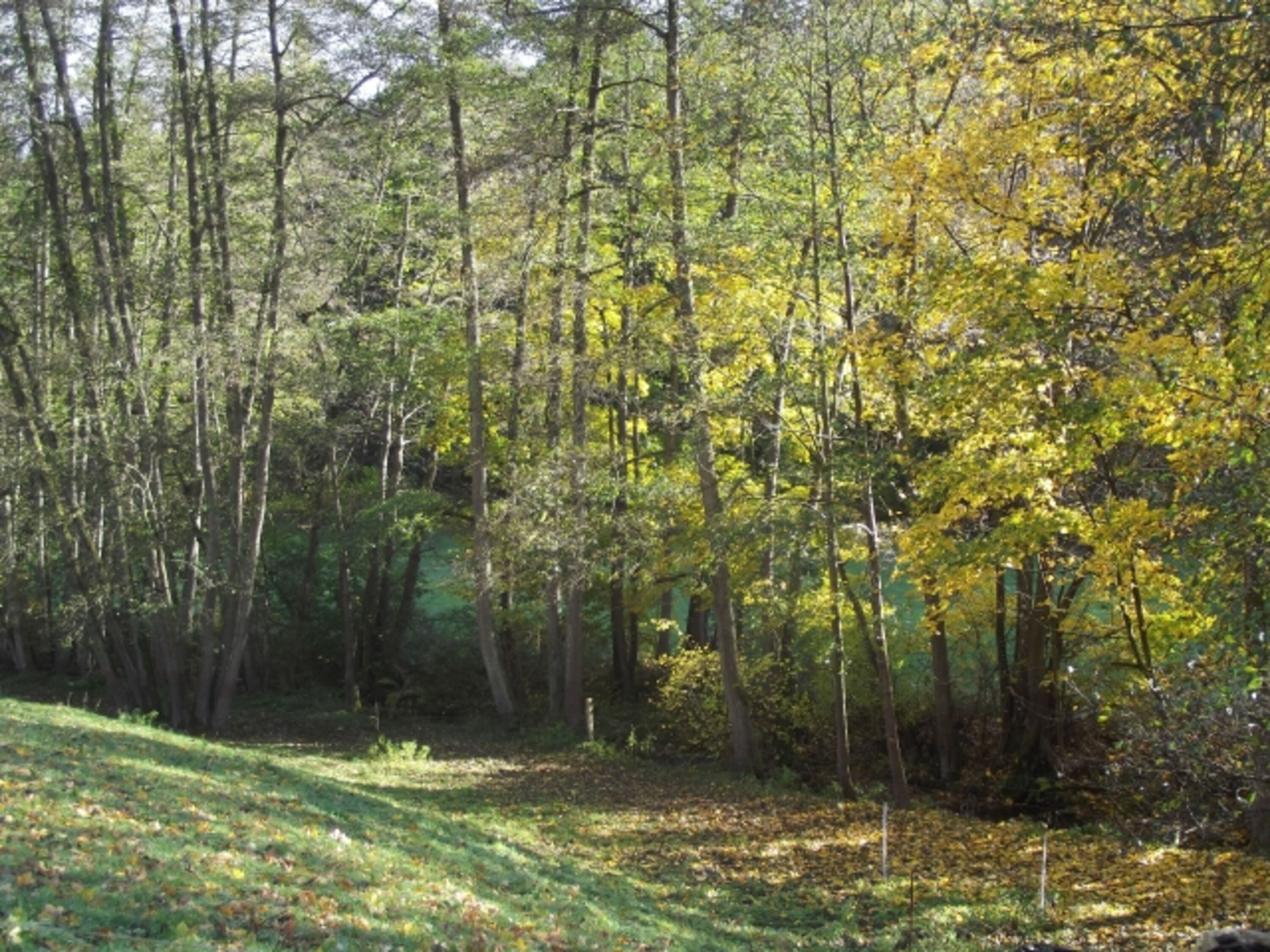 Blick auf die Bäume am Bach.