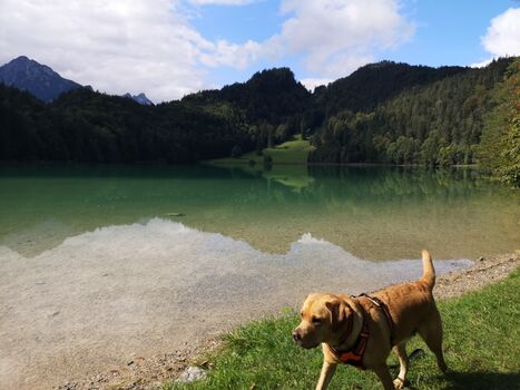 Unsere Lucy am Alatsee 10 Autominuten vom Haus