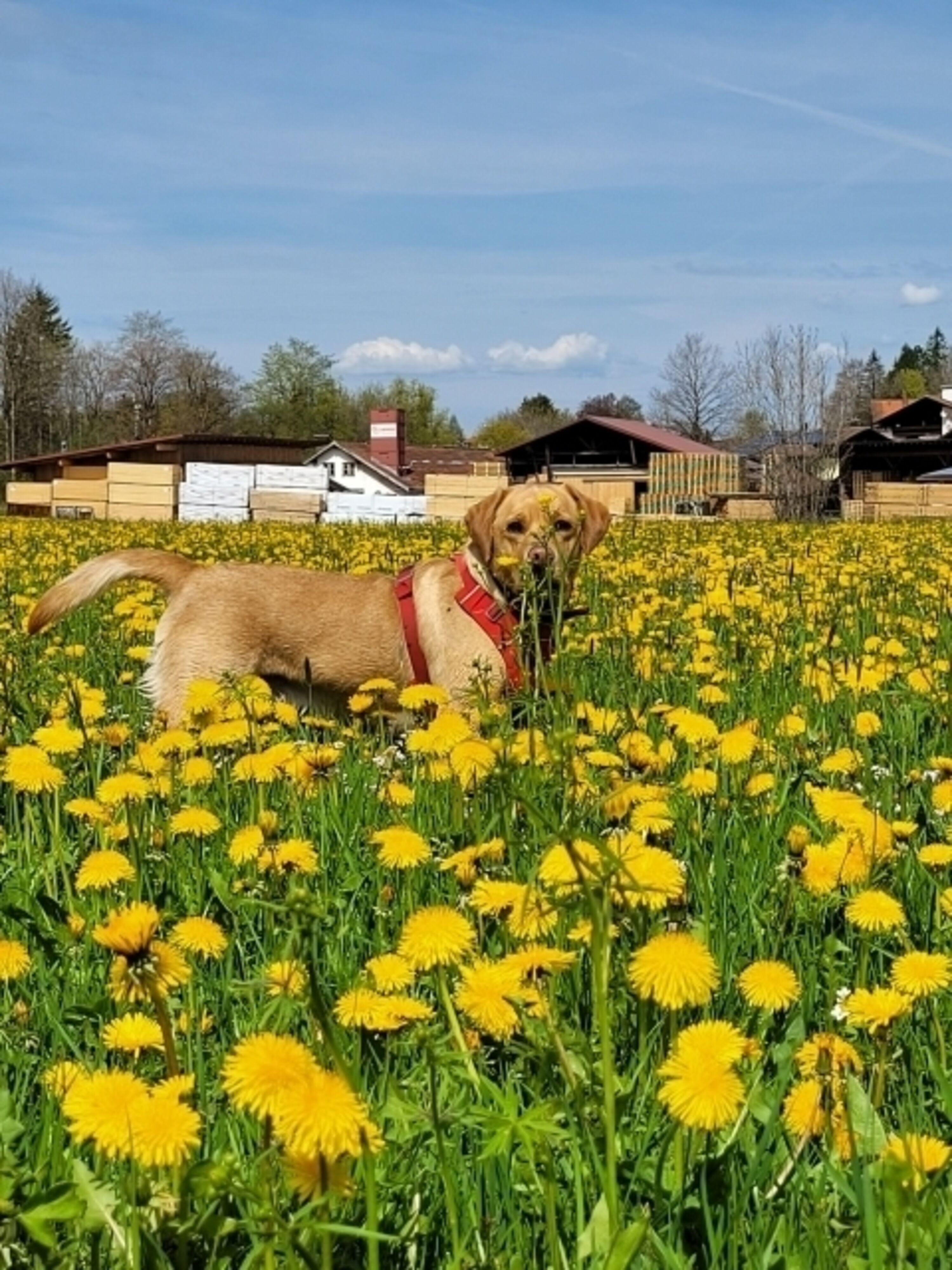 unsere Lucy liebt die legendäre Allgäuer Löwenzahnblüte im Frühling