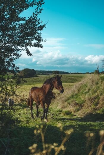 Gleich hinterm Haus laufen Sie, vorbei an den Pferdeweiden, bis hin zu einem Wanderweg