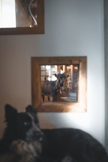 Ziege Olga schaut neugierig herein