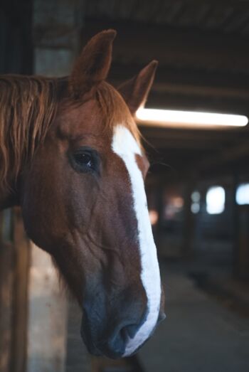 Nicht nur für Kinder ein Genuss