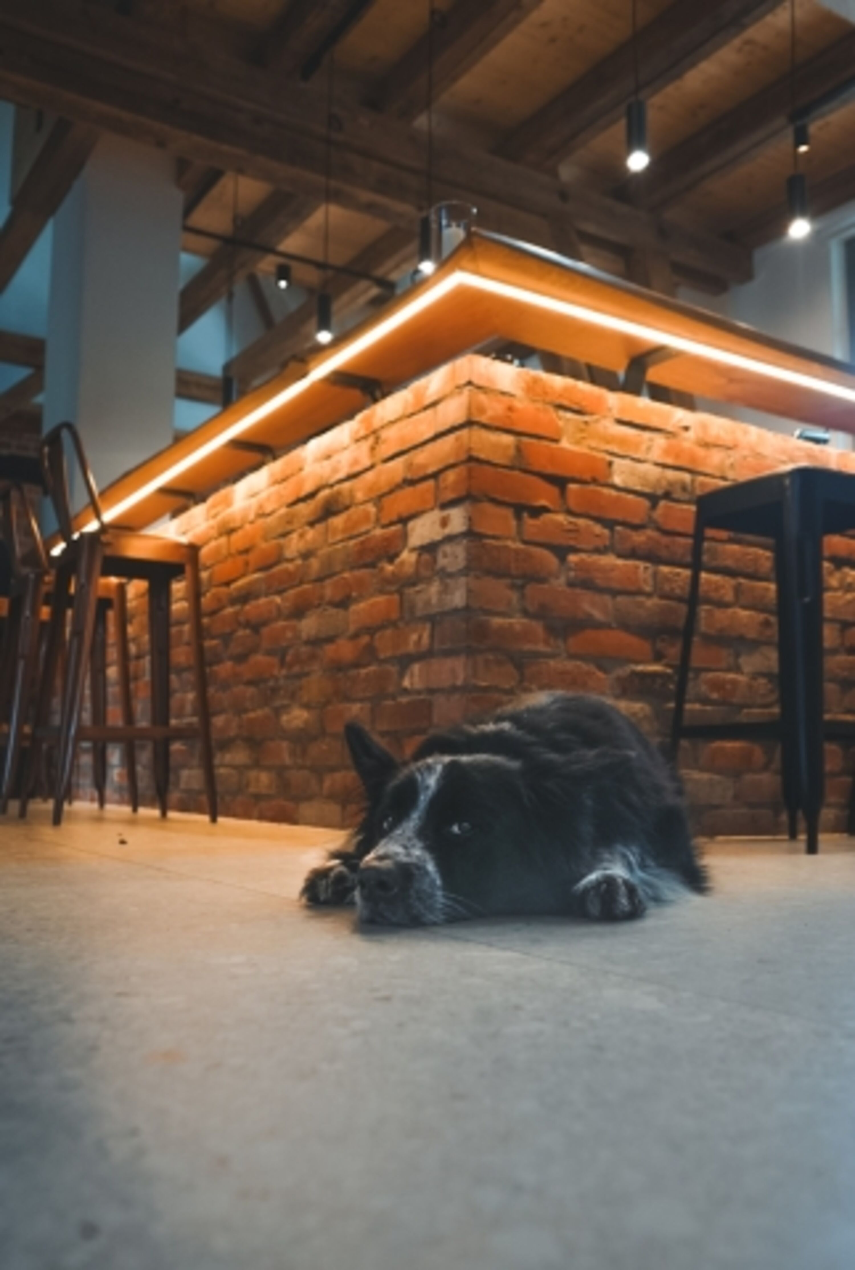 Entspannt Urlaub mit Hund